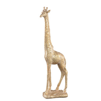 PTMD ' Jacie Gouden Giraffe  ' L
