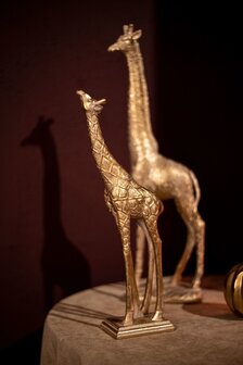 PTMD ' Jacie Gouden Giraffe  ' L
