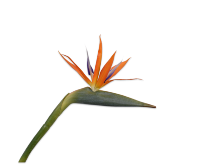 Silk-Ka ' Strelitzia Paradijsvogelbloem ' Oranje