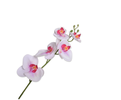 Silk-Ka ' Orchidee Tak ' Wit / Roze