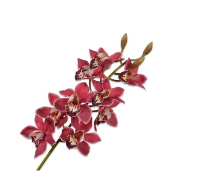 Silk-Ka &#039; Cymbidium Orchidee &#039; Rood