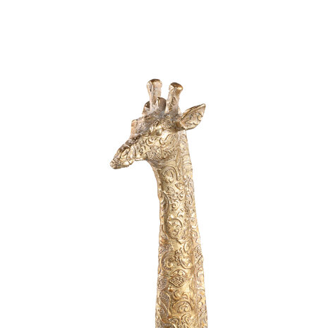 PTMD ' Jacie Gouden Giraffe  ' L